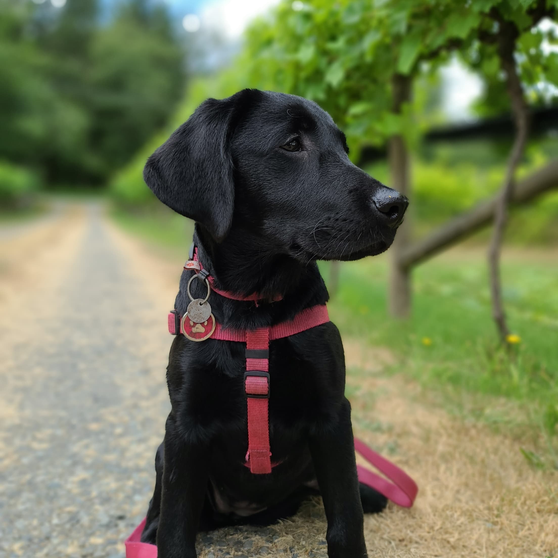 Dotty, the black Lab behind BatDog Bakery